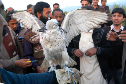 up up and away captured smuggling victims set free