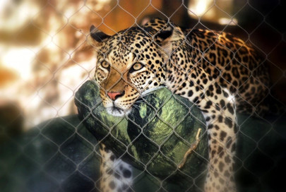 leopard trapped after goat killings leopard trapped after goat killings