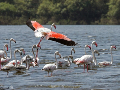 finding flamingos in karachi