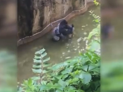 if that was my kid i d want harambe killed too if that was my kid i d want harambe killed too
