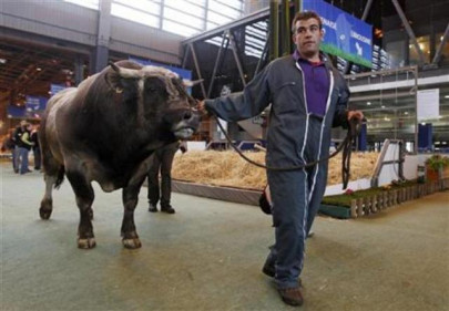 cows worldwide to mourn superstud jocko the bull