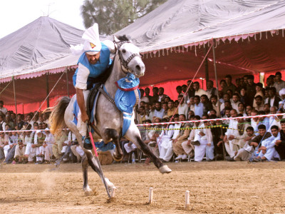 babloo the white stallion steals the show on day two