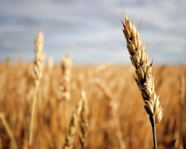 trade with iran govt to barter wheat for seeds and fertilisers trade with iran govt to barter wheat for seeds and fertilisers