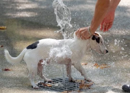 heat killed nearly 50 000 in europe in 2023 heat killed nearly 50 000 in europe in 2023