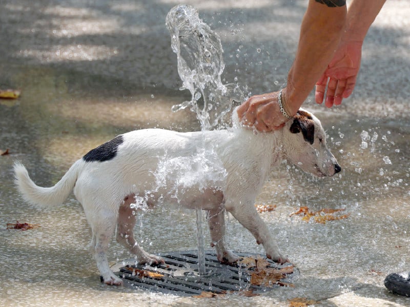 a man cools off his dog under water jets during a heatwave in montpellier france photo afp