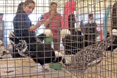 flower and bird show arid varsity brings out the colours of spring