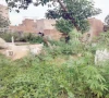 neglect turns graveyards into health hazard