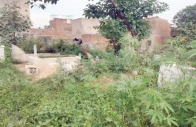 dengue and malaria causing mosquitoes breed in large numbers in overgrown wild vegetation in rawalpindi graveyards photo express