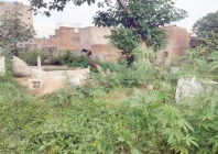 dengue and malaria causing mosquitoes breed in large numbers in overgrown wild vegetation in rawalpindi graveyards photo express