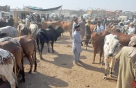 vendors haggle with customers at a cattle market established on the outskirts of multan ahead of eidul azha photo app vendors haggle with customers at a cattle market established on the outskirts of multan ahead of eidul azha photo app