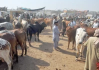 vendors haggle with customers at a cattle market established on the outskirts of multan ahead of eidul azha photo app
