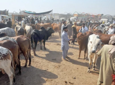 animal prices surge amid rising inflation ahead of eid animal prices surge amid rising inflation ahead of eid