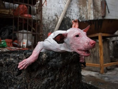 they are tortured beaten up with sticks and metal gears set on fire and boiled alive