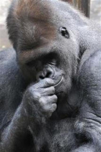 400 pound gorilla escapes bites zookeeper at buffalo zoo 400 pound gorilla escapes bites zookeeper at buffalo zoo