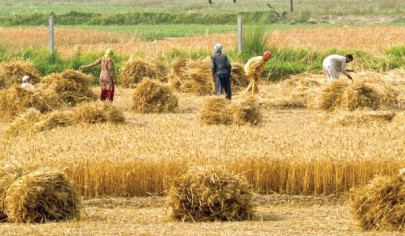 political commodities govt to begin wheat procurement in second week of april