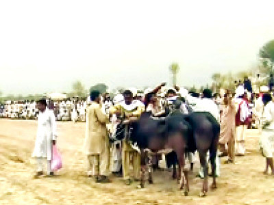 heera shera duo of bhakkar win ox race