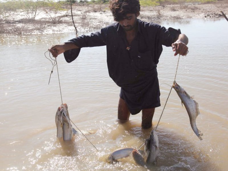 in other pools other wonders as badin s new fishermen find