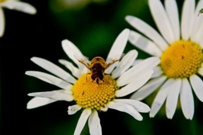 japan bees cook enemy in hot defensive bee ball