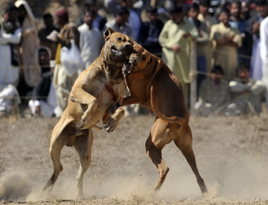canine fighters forced into blood sport