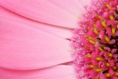 more harm than good nih allergy centre being run unscientifically