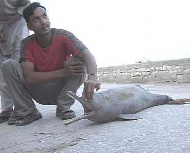 indus dolphin conservation 3 pronged strategy suggested