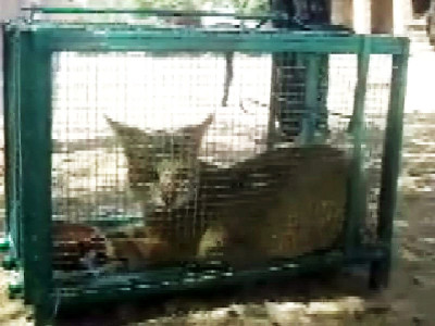 wild cat dracula fails to survive captivity