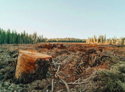 deforestation worsens climate change dilemma deforestation worsens climate change dilemma