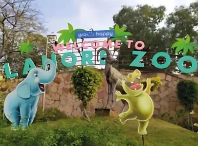 efforts underway to pair solitary animals at lahore zoo