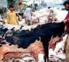 pindi tightens hide collection rules