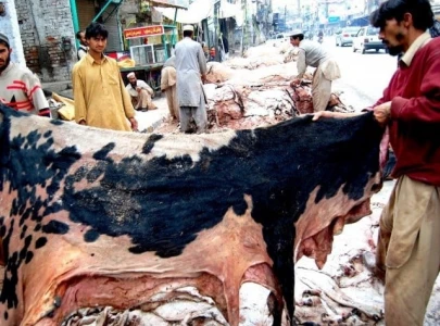 pindi tightens hide collection rules