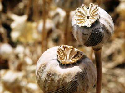 encounter in torghar centuries old livelihood of poppy cultivation to end