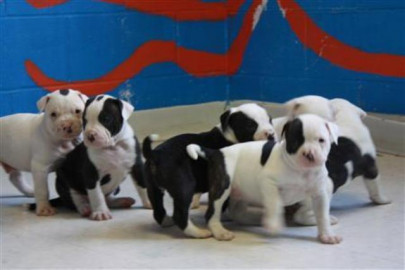 ohio man charged after six puppies found in suitcase