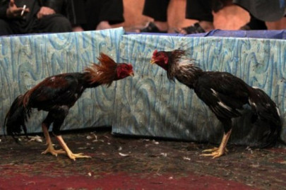 cockfighting in iraq a different kind of battle