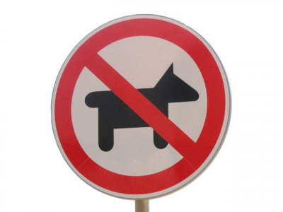 man bites teacher may face jail for killing dog