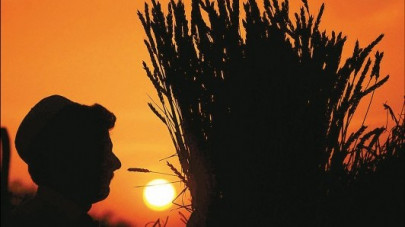 the wheat glut the wheat glut