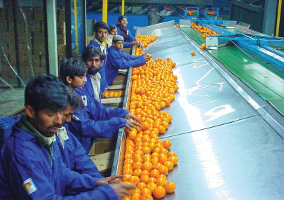 citrus exports kinnow exports falling due to a multitude of issues