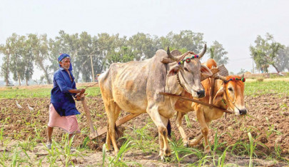 international peasants day sindh has the highest landlessness among farm workers