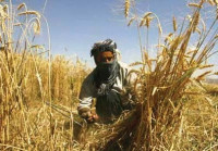 faisalabad division exceeds wheat cultivation target