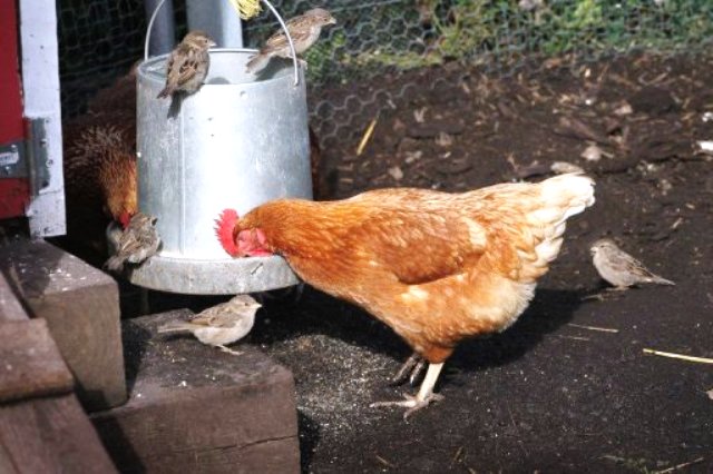 chicken before egg at sri lanka farm