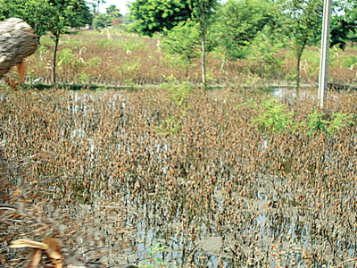 rains affect cotton wheat crops