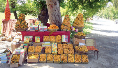 quench that thirst the loquat season is here quench that thirst the loquat season is here