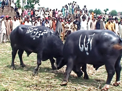 ox fight obama beats manmohan singh