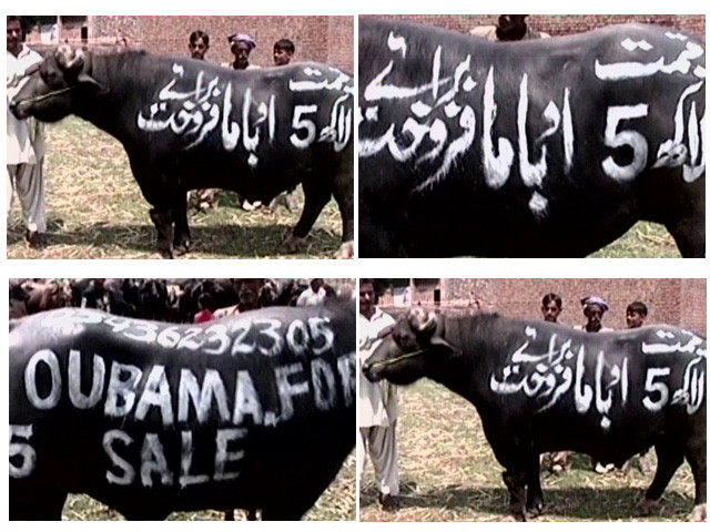 ox fight obama on sale for rs500 000 ox fight obama on sale for rs500 000