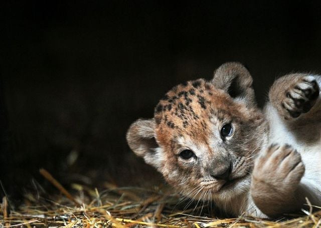 two lion cubs die in lahore safari park