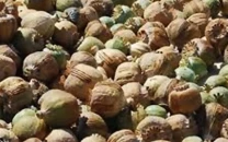 two held as poppy husk smuggling bid foiled