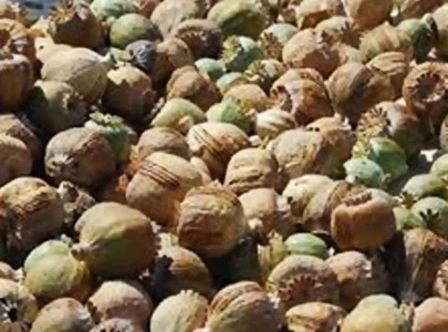 two held as poppy husk smuggling bid foiled