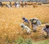 wheat devolution fuelling agri crisis wheat devolution fuelling agri crisis