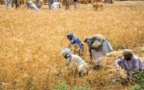 wheat devolution fuelling agri crisis