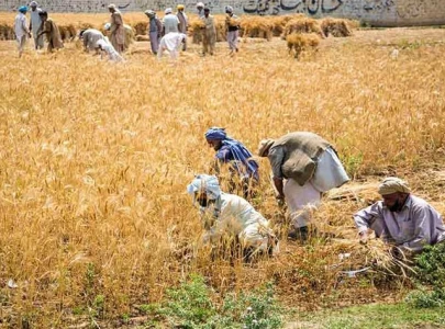 wheat devolution fuelling agri crisis