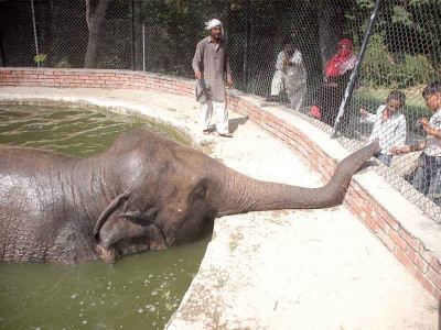 sick or neglected a star dies at marghazar zoo